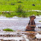 Hippo in Lake Manyara, Tanzania