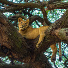 Lion cub in Lake Manyara, Tanzania