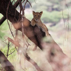 Tree-climbing lion at Lake Manyara, Tanzania