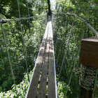 Treetop canopy in Lake Manyara, Tanzania