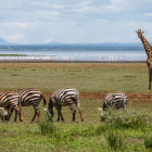 Zebra and giraffe at Lake Manyara, Tanzania
