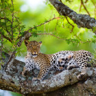 Leopard in a tree in Tanzania