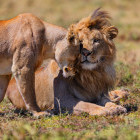 Lion and lioness in Tanzania
