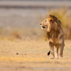 Lion in Tanzania