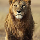 Lion in the Serengeti National Park, Tanzania