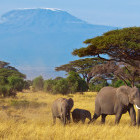 Elephant & Mount Kilimanjaro in Tanzania