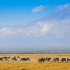 Zebra & Mount Kilimanjaro in Tanzania