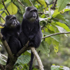Skye's blue monkey in Ngorongoro Conservation Area, Tanzania