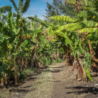 Plantation in Tanzania