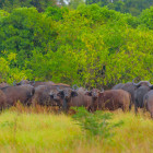 Buffalo in Saadani National Park, Tanzania