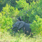 Elephant in Saadani National Park, Tanzania