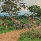 Giraffe & zebra in Saadani National Park, Tanzania