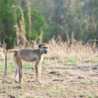 Baboon in Saadani National Park, Tanzania