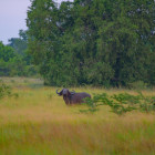 Buffalo in Saadani National Park, Tanzania