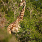 Giraffe in Saadani National Park, Tanzania
