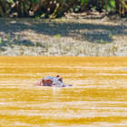 Hippo in Wami River, Saadani National Park, Tanzania