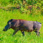 Warthog in Saadani National Park, Tanzania