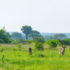 Waterbuck in Saadani National Park, Tanzania