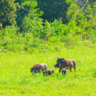 Warthog in Saadani National Park, Tanzania