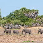African elephant herd in Selous Game Reserve, Tanzania