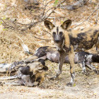 African wild dog in Selous Game Reserve, Tanzania