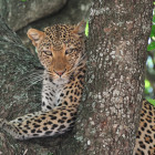 Leopard in Selous Game Reserve, Tanzania