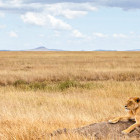 Lion in the Serengeti National Park, Tanzania