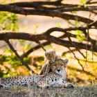 Cheetah and cub in the Serengeti National Park, Tanzania
