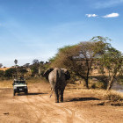 Elephant and safari vehicle in the Serengeti National Park, Tanzania