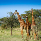 Giraffe in the Serengeti National Park, Tanzania