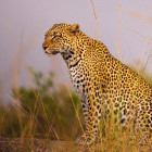 Leopard in the Serengeti National Park, Tanzania