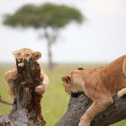 Pair of lion clubs playing on trees in the Serengeti National Park