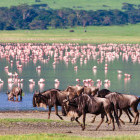 Wildebeest, zebra and flamingos  in Tanzania