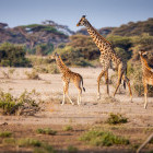 Young family of giraffes in Tanzania