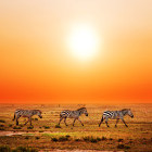 Zebra at sunset in Tanzania
