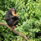 Chimpanzee in Uganda