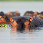 Hippo in Uganda