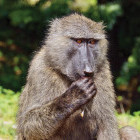 Olive baboon in Murchison Falls, Uganda