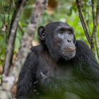 Chimp in Kibale Forest National Park, Uganda