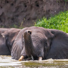 African elephant in the Kazinga Channel, Queen Elizabeth National Park, Uganda