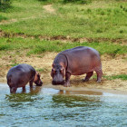 Pair of hippos on the Kazinga Channel in Queen Elizabeth National Park, Uganda