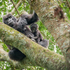 Mountain gorilla and baby in Bwindi Impenetrable National Park, Uganda