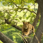 Tree-climbing lion in Uganda