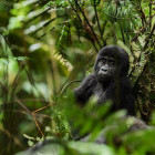 Young gorilla in Uganda