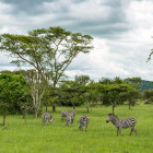 Zebras on Lake Mburo National Park in Uganda