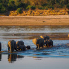African elephants crossing the Zambezi River in Zambia