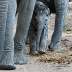 Baby African elephant in Zambia.