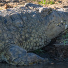 Crocodile in Zambia.