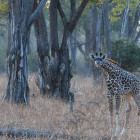 Giraffe in Zambia.