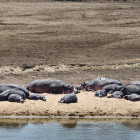 Hippos in Zambia.